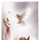 평화 - 영등포구 도림로131길 13 | 평화