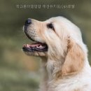댕댕댕 애견유치원 네이버블로그