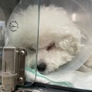 중앙동물메디컬센터 | [대전 슬개골 수술 후기] 24시 성심 동물 메디컬 센터 :: 총 2번의 수술후기, 가격, 재활, 1년 후, 2...