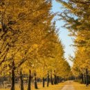 은행나무 이미지