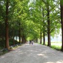 군청 메타세콰이어길 이미지