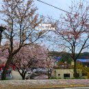 피어나푸드(짱닭치킨) | 완연한 봄! 벚꽃 가득 활짝 피어있는 "합천백리벚꽃길"로 봄 드라이브 다녀온 옛새미농원 +2024 황매산...