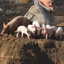 소사랑돼지꿈 이미지