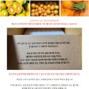 새콤 달콤 조생 궁천귤 50% 맛보기이벤트 이미지