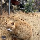 [부산/학장동카페]자연 숲속카페 고양이들이 반겨주는 힐링 대형카페 우디브룩 리뷰