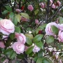 연지공원1 이미지