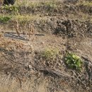 내동면시민텃밭 이미지