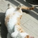 배부른고양이 이미지