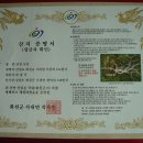 산삼전시장 - 안산시 단원구 | 산삼전시장