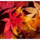 포크포크 이미지