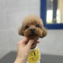 뽀숑그루밍 이미지