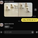 윤선생애견훈련소 | 믿고 맡길 수 있는 달서구 용산동 죽전네거리 애견유치원 소통하개 꼬똥춘배씨 등원 후기