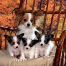 이쁜강아지 이미지