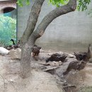 낙동강오리알 이미지