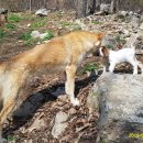 아기염소 이미지