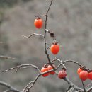 한 겨울의 남쪽 여행(홍시. 이나무 열매. 굴거리나무 열매. 겨우살이. 붉은겨우살이) 이미지
