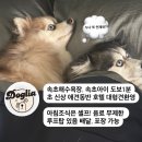 호텔 준(HOTEL JUNE) | 누래블(travel)] 속초해수욕장 도보1분, 대형견 환영 무게제한 없는 애견동반 호텔 &#34;도글리아&#34; 다녀왔어요.