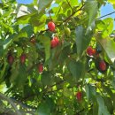 검산농장 이미지