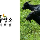 조선흑염소 이미지