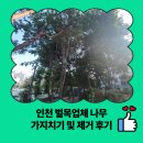 나무와사람들 | 인천 벌목업체 나무 가지치기 및 제거 후기