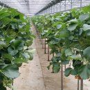 김성훈농장 이미지