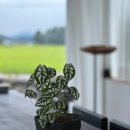 중장하녹 이미지