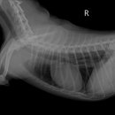 베를린 동물치과센터 이미지