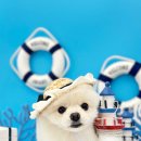 샤방하개 이미지