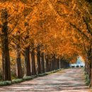 메타세콰이어길 이미지