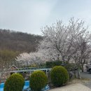 4월캠핑 ➀ 밀양표충오토캠핑장 / 경남 벚꽃캠핑 아이랑 부산근교 캠핑장