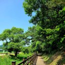 쑥부쟁이(용산저수지)둘레길 이미지