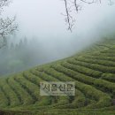 향기와멋