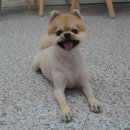 똥강아지애견샵 이미지
