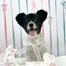 도기로움 이미지