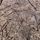 경화역 쉼터 | 서울 벚꽃 명소 안양천 벚꽃길 만개 오목교 벚꽃 터널 데이트 코스 추천