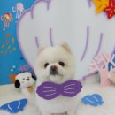 내사랑 강아지 이미지