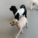 놀러오개 애견유치원 애견호텔 천안점 이미지