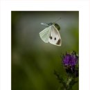 나비야 청산가자 이미지