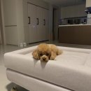 밍코 | 슬개골 걱정 없음💛위드펫 소파 밍코 실물 보러가기!