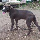 502 KENNEL 이미지