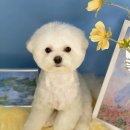 강남펫살롱 이미지