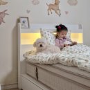 프레셔스 | 허리가 편한 가성비 매트리스 추천 올라인 프레셔스 SS 사용 후기