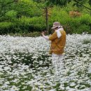 동영식육식당 | 악양 생태공원 5월 꽃구경 명소 샤스타데이지 만개한 함안 가볼 만한 곳 (ft. 악양루)