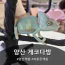 게코다방 - 양산시 금오12길 64 | 게코다방