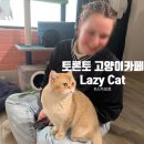 토론토 캣 이미지