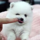 몽실몽실 이미지