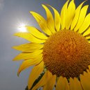 해바라기사진관 - 평택시 세교로 47 | 해바라기사진관