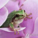 청개구리 이미지