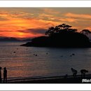솔섬 Daum카페