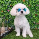 뽀 dog 이미지